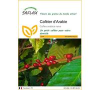 SAFLAX - Caféier d'Arabie - 8 graines - Coffea