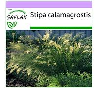 SAFLAX - Calamagrostide argentée - 50 graines - Stipa calamagrostis
