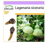 SAFLAX - Calebasse - 15 graines - Lagenaria siceraria