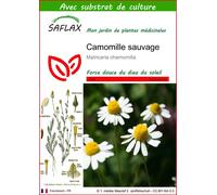 SAFLAX - Camomille sauvage - 300 graines - Avec substrat - Matricaria