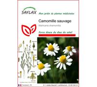 SAFLAX - Camomille sauvage - 300 graines - Matricaria