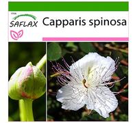 SAFLAX - Câprier - 25 graines - Avec substrat - Capparis spinosa