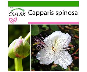 SAFLAX - Câprier - 25 graines - Avec substrat - Capparis spinosa