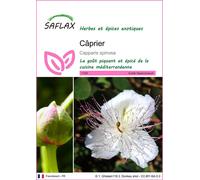 SAFLAX - Câprier - 25 graines - Capparis spinosa