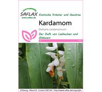 Saflax Cardamome - 1 sachet