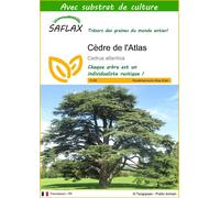 SAFLAX - Cèdre de l'Atlas - 20 graines - Avec substrat - Cedrus