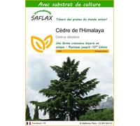 SAFLAX - Cèdre de l'Himalaya - 35 graines - Avec substrat - Cedrus