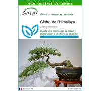 SAFLAX - Cèdre de l'Himalaya - 35 graines - Avec substrat - Cedrus