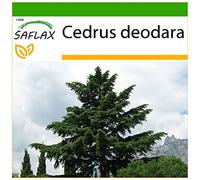 SAFLAX - Cèdre de l'Himalaya - 35 graines - Avec substrat - Cedrus deodara