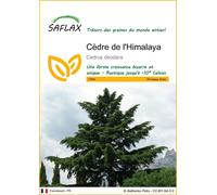 SAFLAX - Cèdre de l'Himalaya - 35 graines - Cedrus