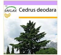 SAFLAX - Cèdre de l'Himalaya - 35 graines - Cedrus deodara