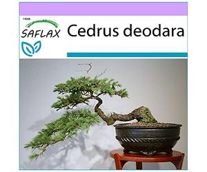 SAFLAX - Cèdre de l'Himalaya - 35 graines - Cedrus deodara