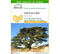 SAFLAX - Cèdre du Liban - 20 graines - Avec substrat - Cedrus