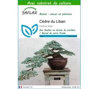 SAFLAX - Cèdre du Liban - 20 graines - Avec substrat - Cedrus