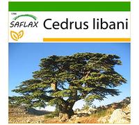 SAFLAX - Cèdre du Liban - 20 graines - Avec substrat - Cedrus libani