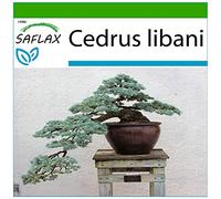 SAFLAX - Cèdre du Liban - 20 graines - Avec substrat - Cedrus libani