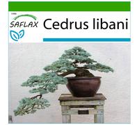 SAFLAX - Cèdre du Liban - 20 graines - Avec substrat - Cedrus
