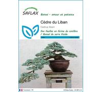 SAFLAX - Cèdre du Liban - 20 graines - Cedrus