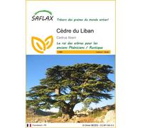 SAFLAX - Cèdre du Liban - 20 graines - Cedrus