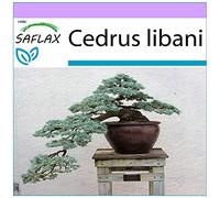 SAFLAX - Cèdre du Liban - 20 graines - Cedrus libani