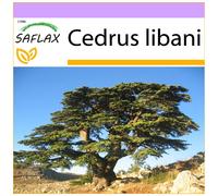 SAFLAX - Cèdre du Liban - 20 graines - Cedrus libani