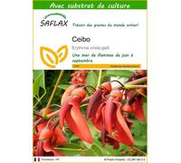 SAFLAX - Ceibo - 6 graines - Avec substrat - Erythrina