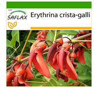 SAFLAX - Ceibo - 6 graines - Avec substrat - Erythrina crista-galli