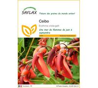 SAFLAX - Ceibo - 6 graines - Erythrina