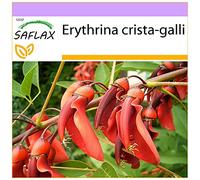 SAFLAX - Ceibo - 6 graines - Erythrina crista-galli