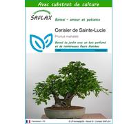 SAFLAX - Cerisier de Sainte-Lucie - 30 graines - Avec substrat - Prunus