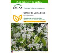 SAFLAX - Cerisier de Sainte-Lucie - 30 graines - Avec substrat - Prunus