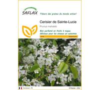 SAFLAX - Cerisier de Sainte-Lucie - 30 graines - Prunus