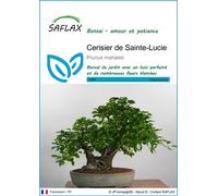 SAFLAX - Cerisier de Sainte-Lucie - 30 graines - Prunus