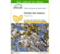 SAFLAX - Cerisier des oiseaux - 10 graines - Avec substrat - Prunus