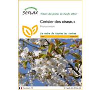 SAFLAX - Cerisier des oiseaux - 10 graines - Prunus