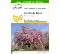 SAFLAX - Cerisier du Japon - 30 graines - Avec substrat - Prunus