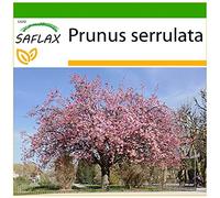 SAFLAX - Cerisier du Japon - 30 graines - Avec substrat - Prunus serrulata