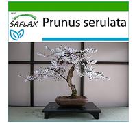 SAFLAX - Cerisier du Japon - 30 graines - Avec substrat - Prunus serulata