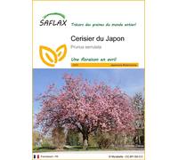 SAFLAX - Cerisier du Japon - 30 graines - Prunus
