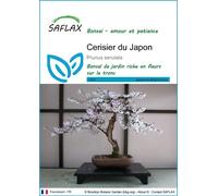 SAFLAX - Cerisier du Japon - 30 graines - Prunus