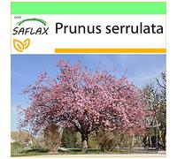 SAFLAX - Cerisier du Japon - 30 graines - Prunus serrulata