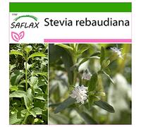 SAFLAX - Chanvre d'eau - 100 graines - Avec substrat - Stevia rebaudiana