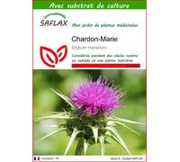 SAFLAX - Chardon-Marie - 75 graines - Avec substrat - Silybum