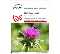 SAFLAX - Chardon-Marie - 75 graines - Silybum