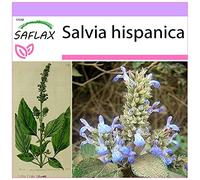 SAFLAX - Chia - 500 graines - Salvia hispanica