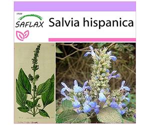 SAFLAX - Chia - 500 graines - Salvia hispanica