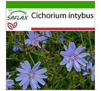 SAFLAX - Chicorée sauvage - 250 graines - Avec substrat - Cichorium intybus