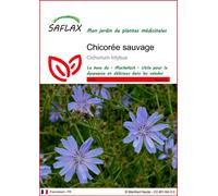 SAFLAX - Chicorée sauvage - 250 graines - Cichorium