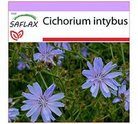 SAFLAX - Chicorée sauvage - 250 graines - Cichorium intybus