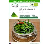 SAFLAX - Chili – Sigaretta di Bergame - 10 graines - Avec substrat - Capsicum